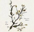 /album/photogallery/ascophyllum-nodosum-jpg/